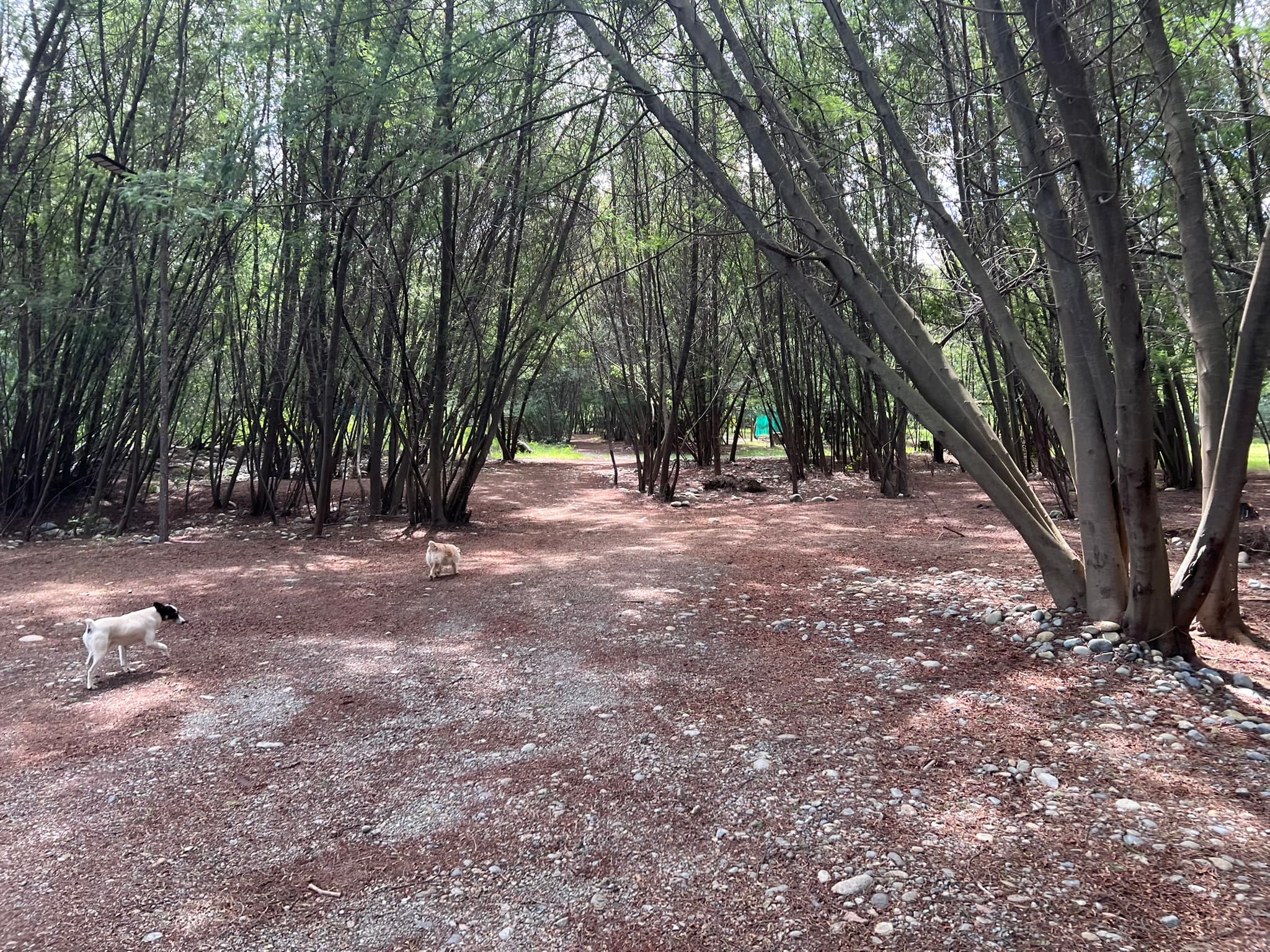 Bosque del camping